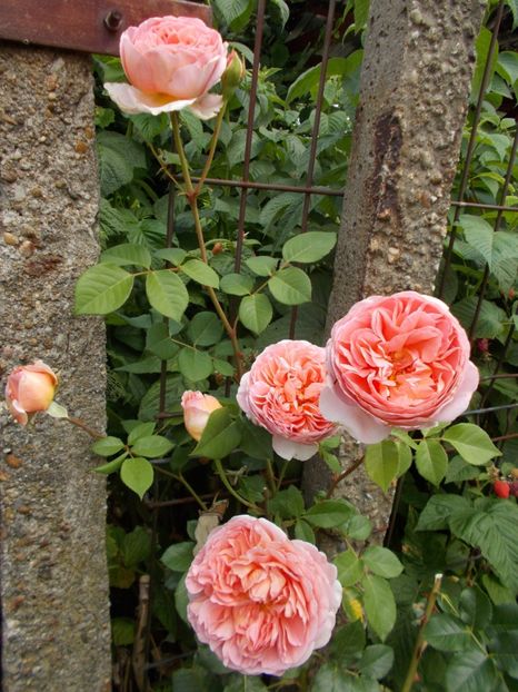  - Abraham Darby