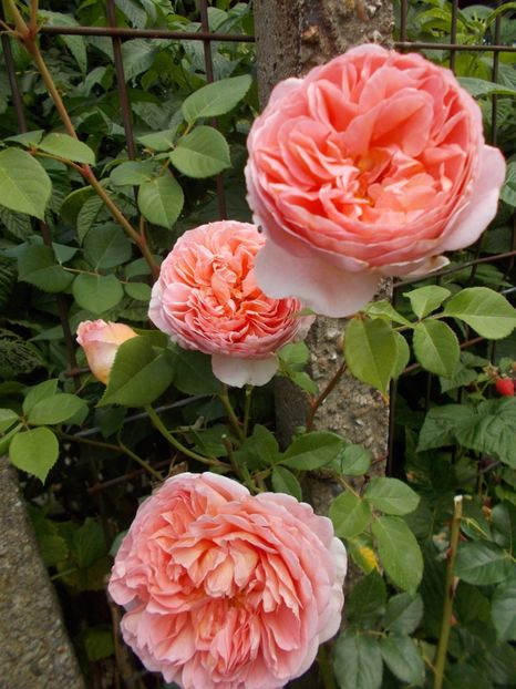  - Abraham Darby