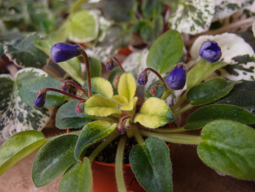 N-Avatar - a a Ghiceste varietatea