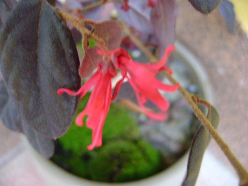 Sf. Nicolae 2017: Loropetalum chinensis - Flori in plina iarna