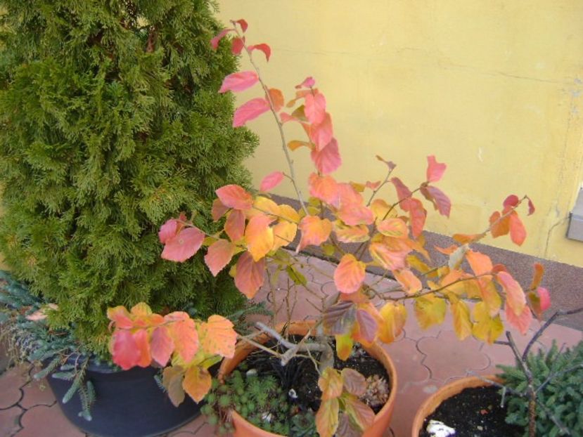 Parrotia persica - Bonsai si prebonsai 2016-2017