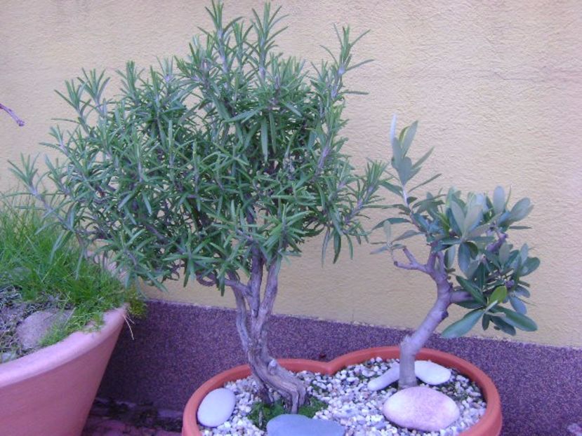 Rozmarin & Maslin - Bonsai si prebonsai 2016-2017