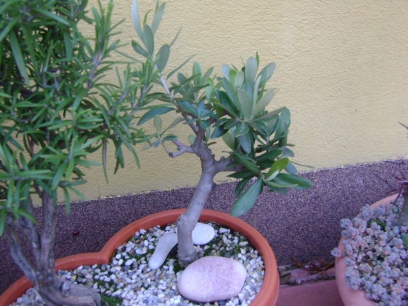 Maslin - Bonsai si prebonsai 2016-2017
