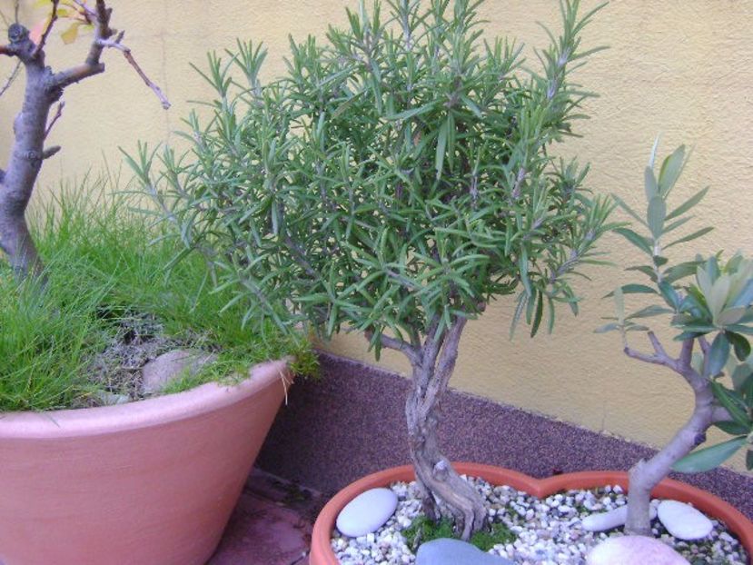 Rozmarin - Bonsai si prebonsai 2016-2017