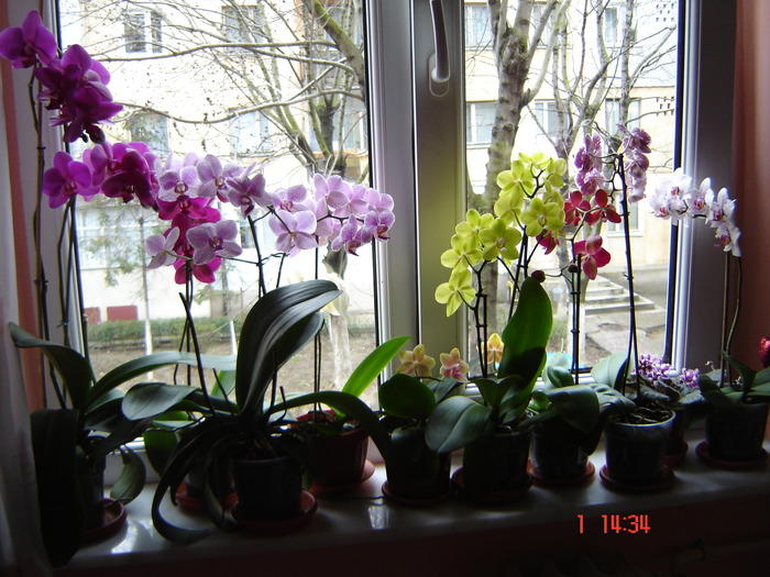 DSC01095 - Orhidee Phalaenopsis