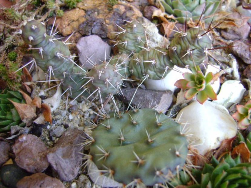 Opuntia fragilis 1 - Toamna 2016-2017