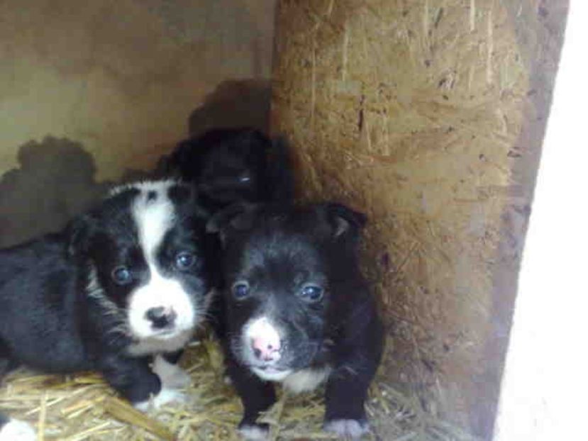  - Caini de sobolani-dihori-paza