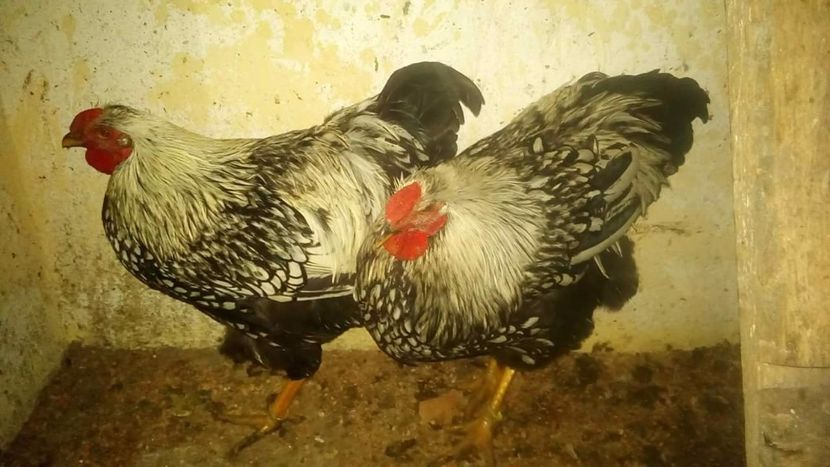 858c27ae5db4ba03c4507e4ebc99dd16.0 - Poze cu gaini rasa Wyandotte argintiu si auriu