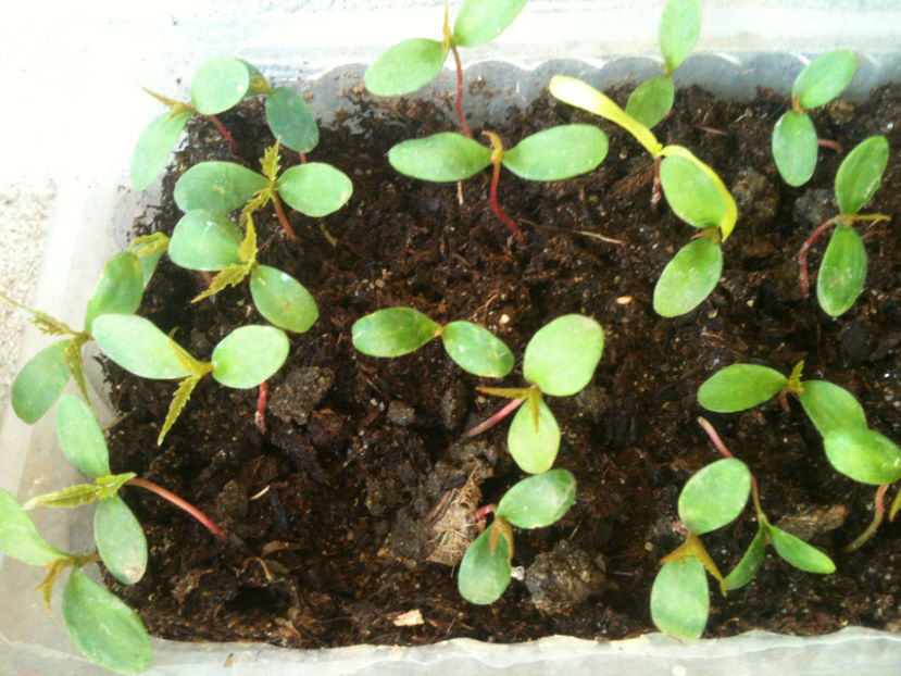 Acer davidii-"artarul cu piele de sarpe" - Artari - GENUL ACER