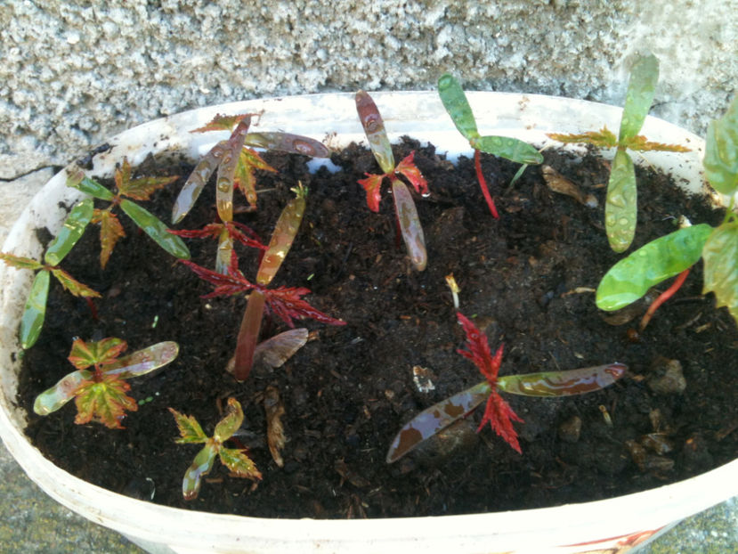 Acer japonicum - Artari - GENUL ACER