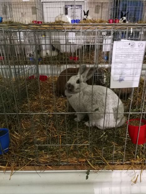 RO 12 4760 - F - 95,5 p - 2 - Rezultate Expoziția Nationala a României- Băicoi 2017