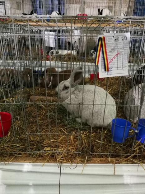 RO 12 4761 - M - 96,5 p - campion național rasa - 2 - Rezultate Expoziția Nationala a României- Băicoi 2017