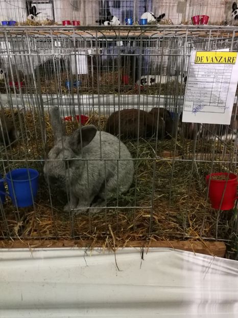 RO 12 4762 - M - 95,5 p - 2 - Rezultate Expoziția Nationala a României- Băicoi 2017