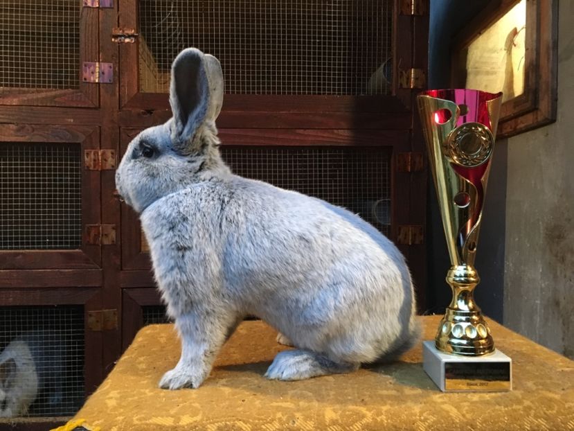 RO 12 4761 - 96,5 p campion național rasa 2017 - 2 - Rezultate Expoziția Nationala a României- Băicoi 2017