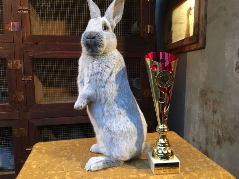 RO 12 4761 - 96,5 p campion național rasa 2017 - 2 - Rezultate Expoziția Nationala a României- Băicoi 2017