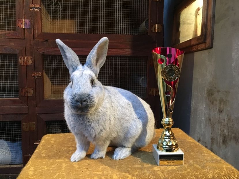 RO 12 4761 - 96,5 p campion național rasa 2017 - 2 - Rezultate Expoziția Nationala a României- Băicoi 2017