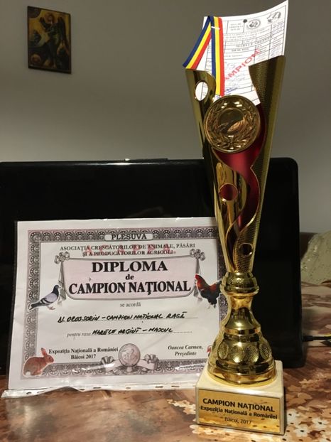 Trofeul si diploma - 2 - Rezultate Expoziția Nationala a României- Băicoi 2017