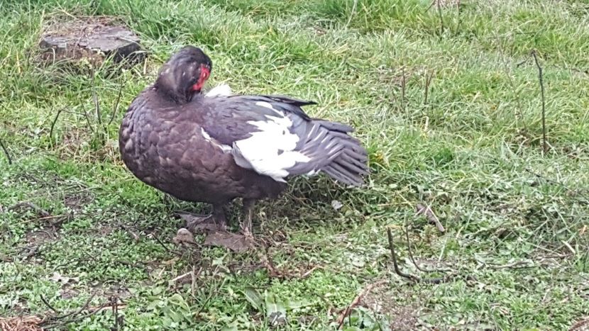 Rudolf - 0001 rate lesesti matca 2018