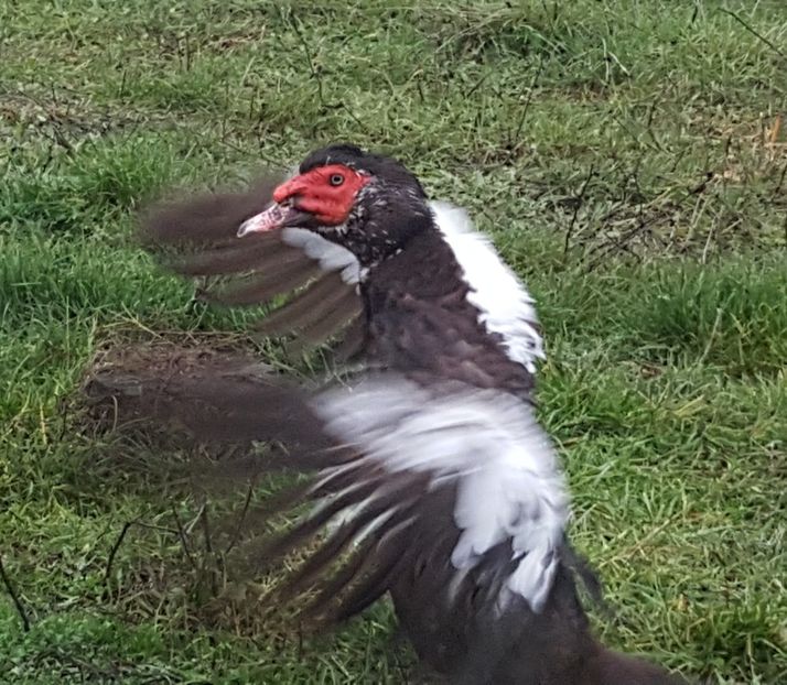 mascul dominant - 0001 rate lesesti matca 2018