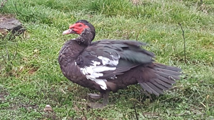 import Germania - 0001 rate lesesti matca 2018