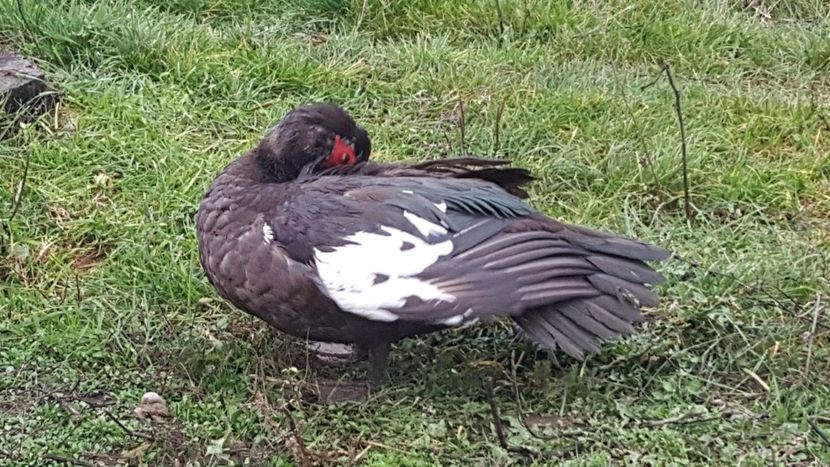 linie Karl Hettasch - 0001 rate lesesti matca 2018