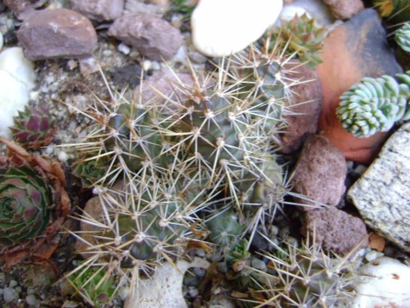 Opuntia fragilis 2 - Cactusi 2017 final de an