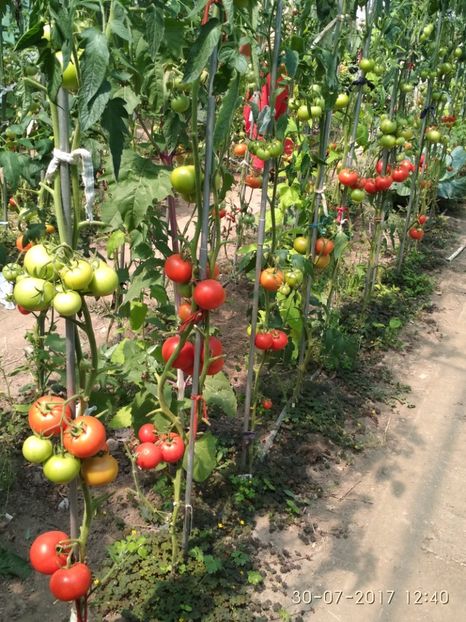 ATTYA F1 (11) - ATTYIA F1 2017-2018