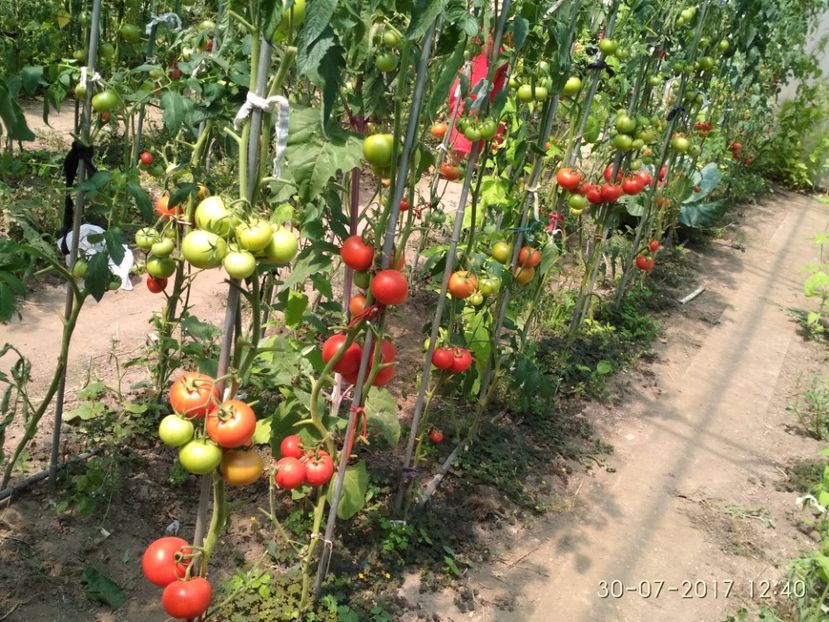 ATTYA F1 (12) - ATTYIA F1 2017-2018