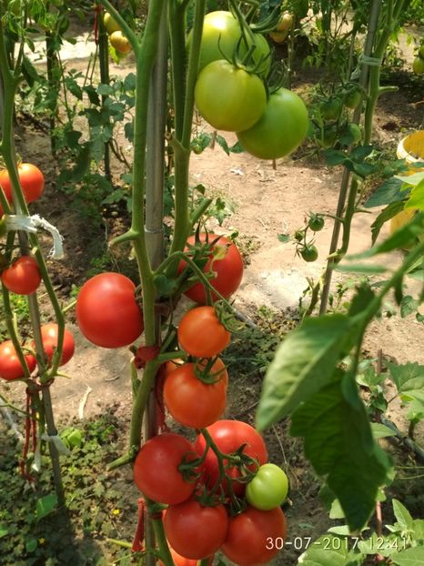 ATTYA F1 (13) - ATTYIA F1 2017-2018