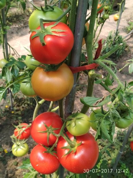 ATTYA F1 (14) - ATTYIA F1 2017-2018