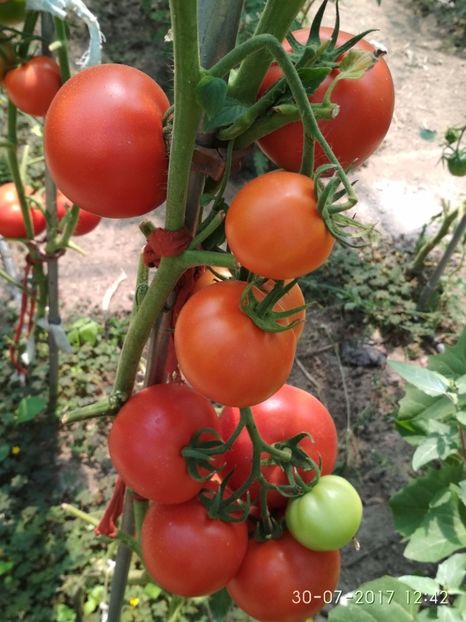 ATTYA F1 (15) - ATTYIA F1 2017-2018