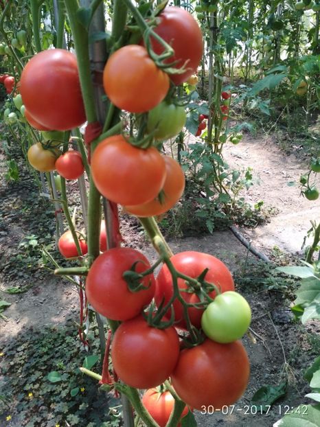 ATTYA F1 (16) - ATTYIA F1 2017-2018