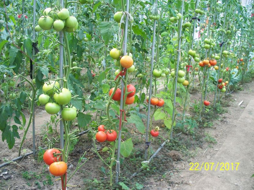 ATTYA F1 (20) - ATTYIA F1 2017-2018