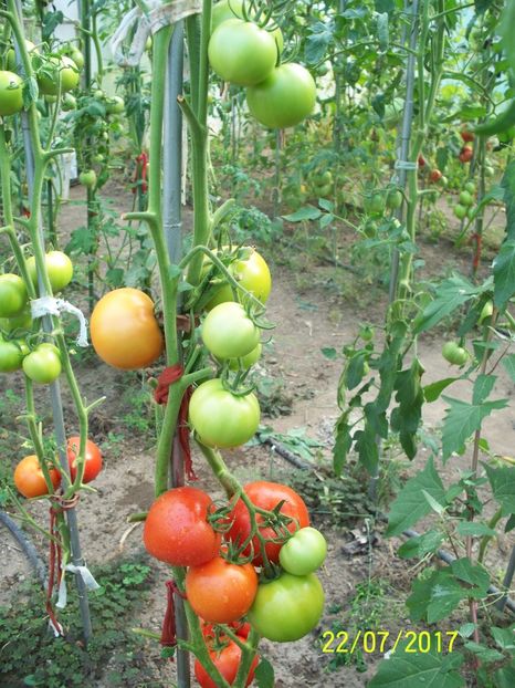 ATTYA F1 (22) - ATTYIA F1 2017-2018