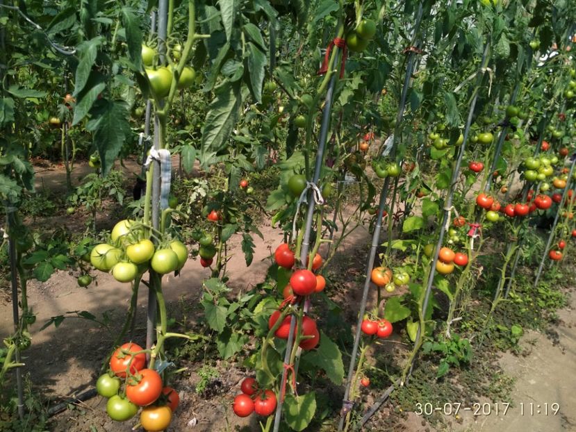 ATTYA F1 (25) - ATTYIA F1 2017-2018