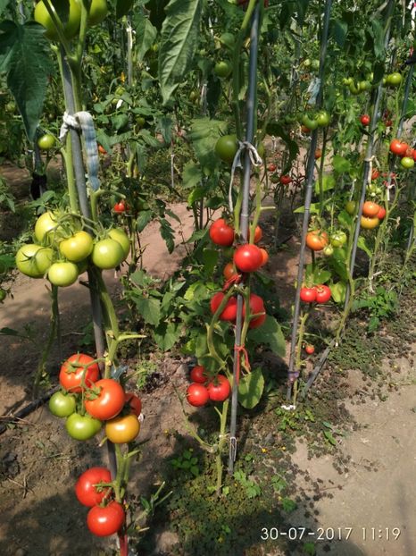 ATTYA F1 (26) - ATTYIA F1 2017-2018