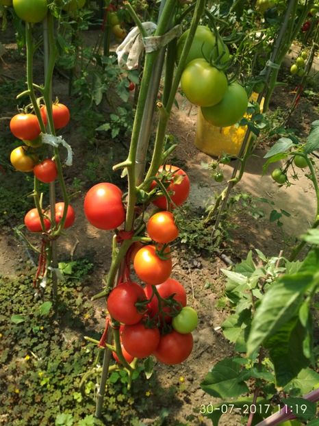 ATTYA F1 (27) - ATTYIA F1 2017-2018