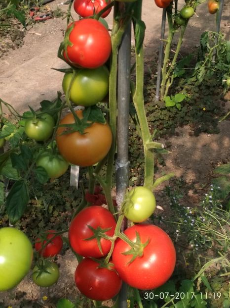 ATTYA F1 (28) - ATTYIA F1 2017-2018