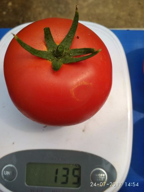 ATTYA F1 (33) - ATTYIA F1 2017-2018