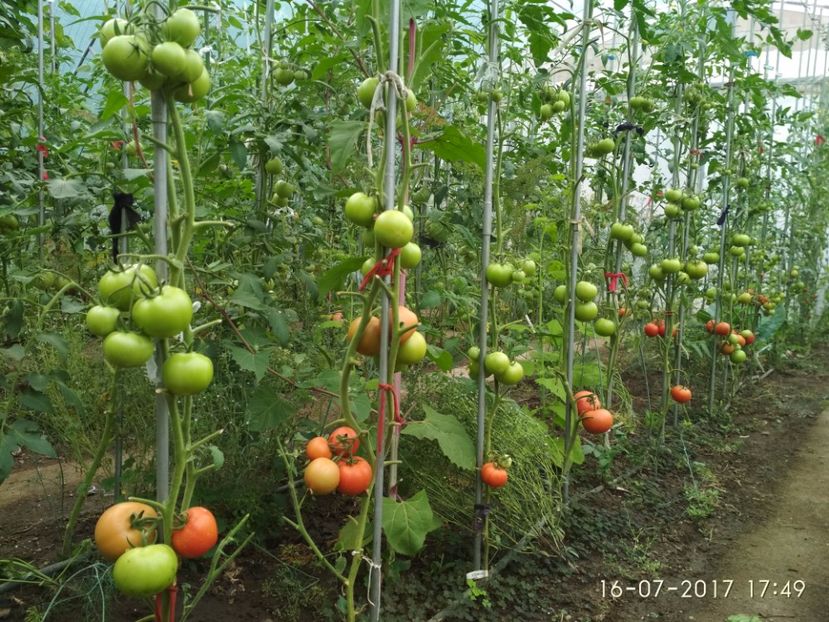 ATTYA F1 (37) - ATTYIA F1 2017-2018