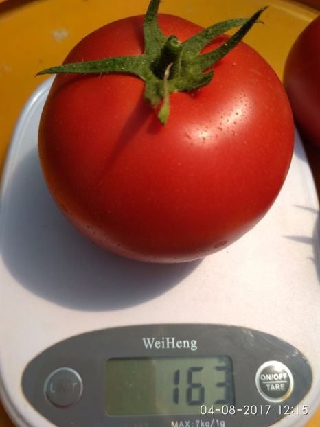 ATTYA F1 (46) - ATTYIA F1 2017-2018