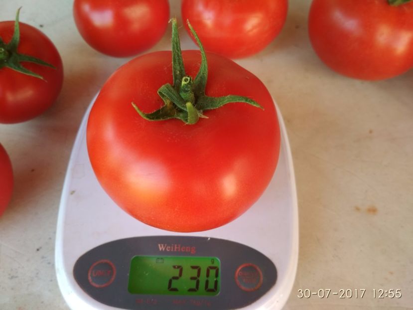 ATTYA F1 230 gr (2) - ATTYIA F1 2017-2018