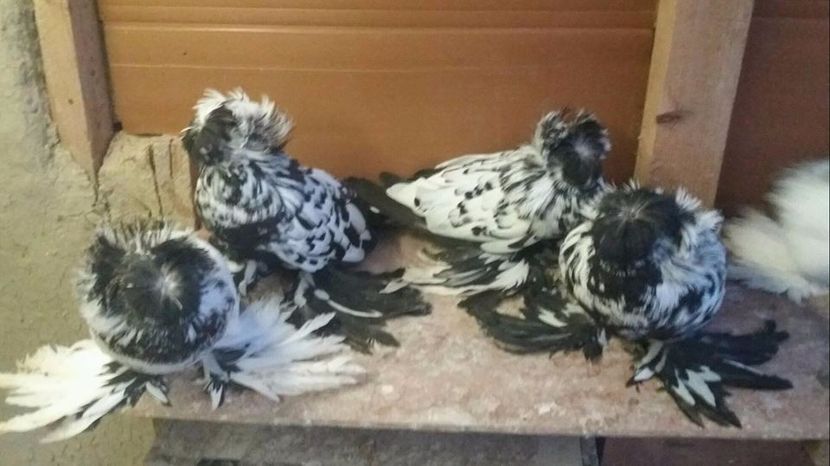  - TOBOSARI DE BUHARA