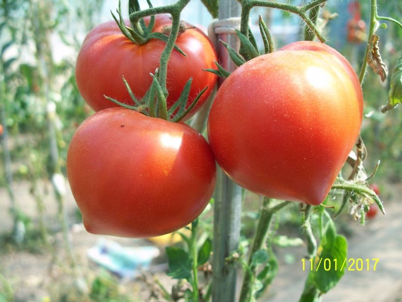 BUDENOVKA (11) - INIMĂ RUSEASCĂ BUDENOVKA