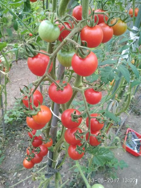 CHERRY CHADWICK (4) - CHERRY CHADWICK