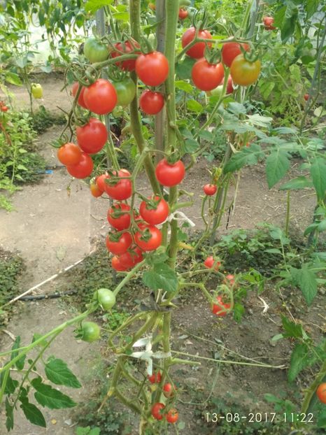 CHERRY CHADWICK (6) - CHERRY CHADWICK