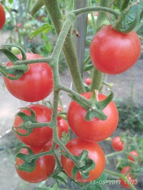 CHERRY CHADWICK (8) - CHERRY CHADWICK