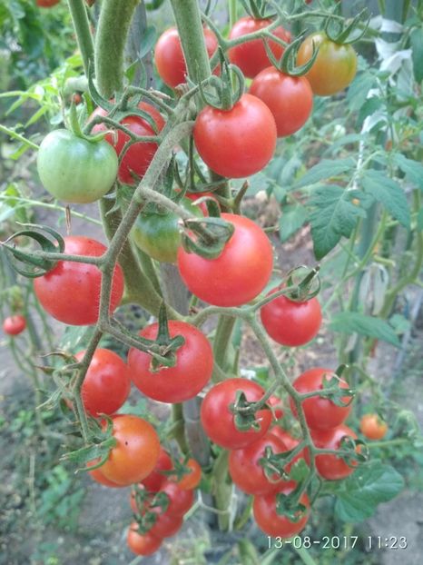 CHERRY CHADWICK (9) - CHERRY CHADWICK