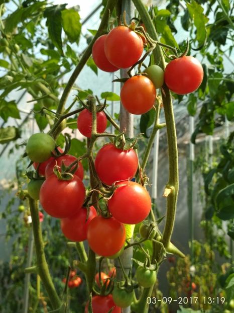 CHERRY CHADWICK (20) - CHERRY CHADWICK