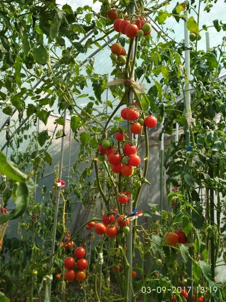 CHERRY CHADWICK (21) - CHERRY CHADWICK